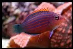 seks stribet Gylte (Pseudocheilinus hexataenia)